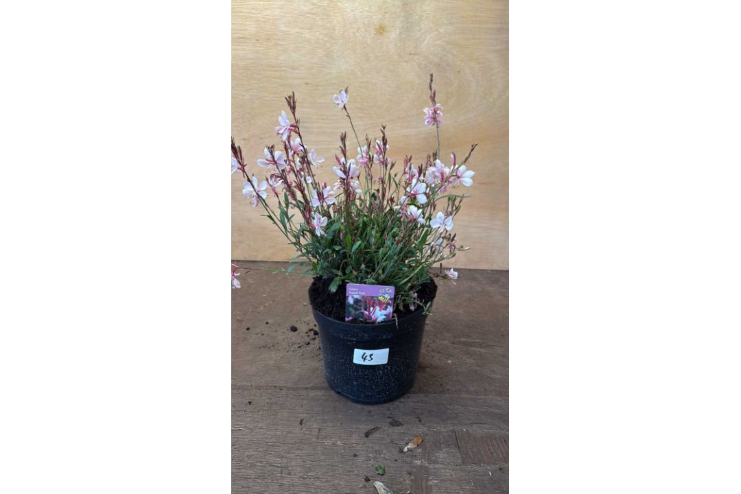 Pink Gaura