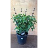 Large well established Salvia -‘Salgoon Lake Blueberry’