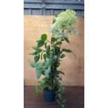 Hydrangea -‘ Limelight’