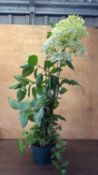 Hydrangea -‘ Limelight’