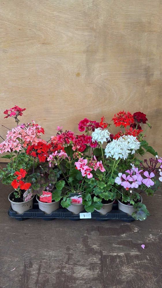 Weekly Auction of Plants & Shrubs