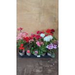Tray of 15 mixed Geraniums