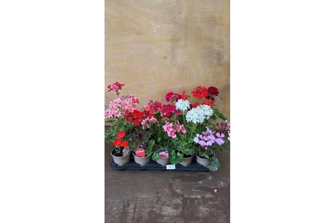 Tray of 15 mixed Geraniums