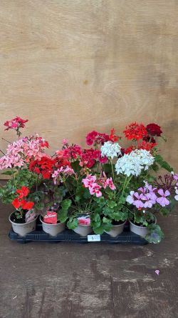 Weekly Auction of Plants & Shrubs