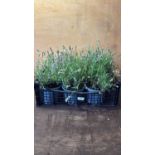 Crate of White Lavender
