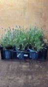 Crate of White Lavender