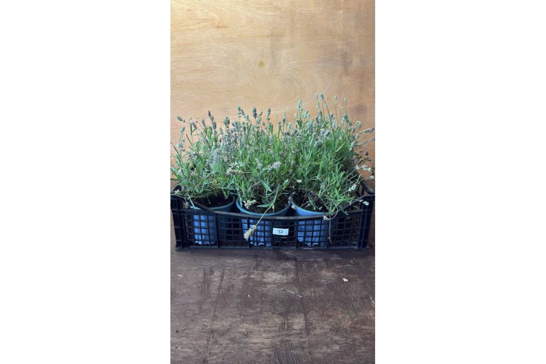 Crate of White Lavender