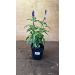 Salvia -‘Farina Blue’