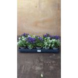 Tray of 10 mixed Campanula