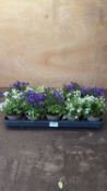 Tray of 10 mixed Campanula