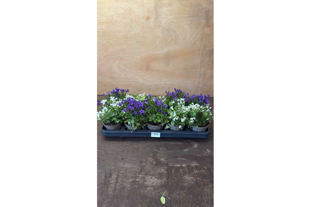 Tray of 10 mixed Campanula