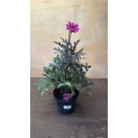 Dahlia -‘Happy days Purple’