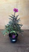 Dahlia -‘Happy days Purple’