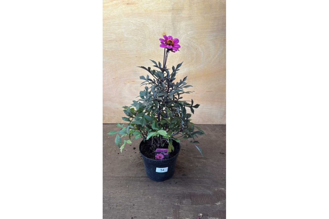 Dahlia -‘Happy days Purple’