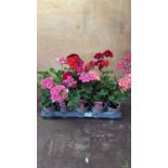 Tray of 15 mixed Geraniums