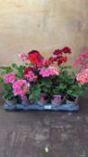 Tray of 15 mixed Geraniums