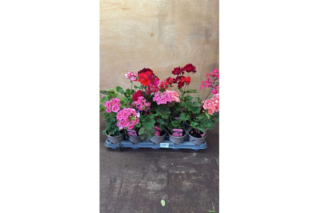 Tray of 15 mixed Geraniums