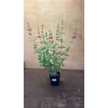 Salvia -‘Hot lips’