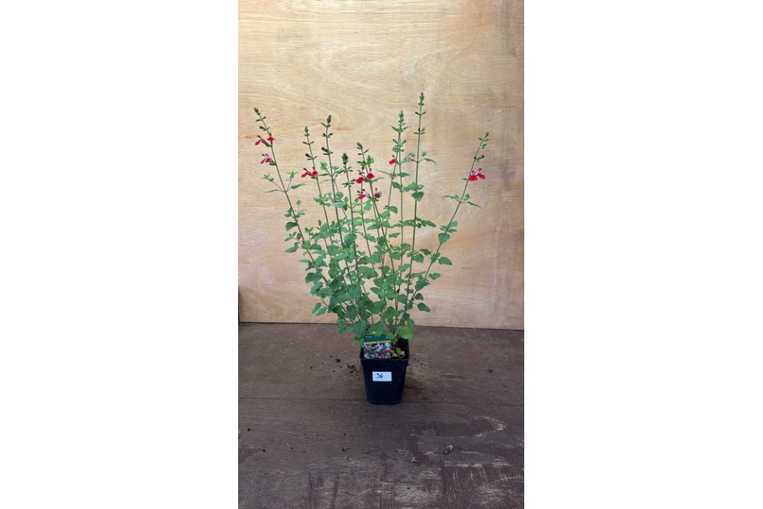 Salvia -‘Hot lips’