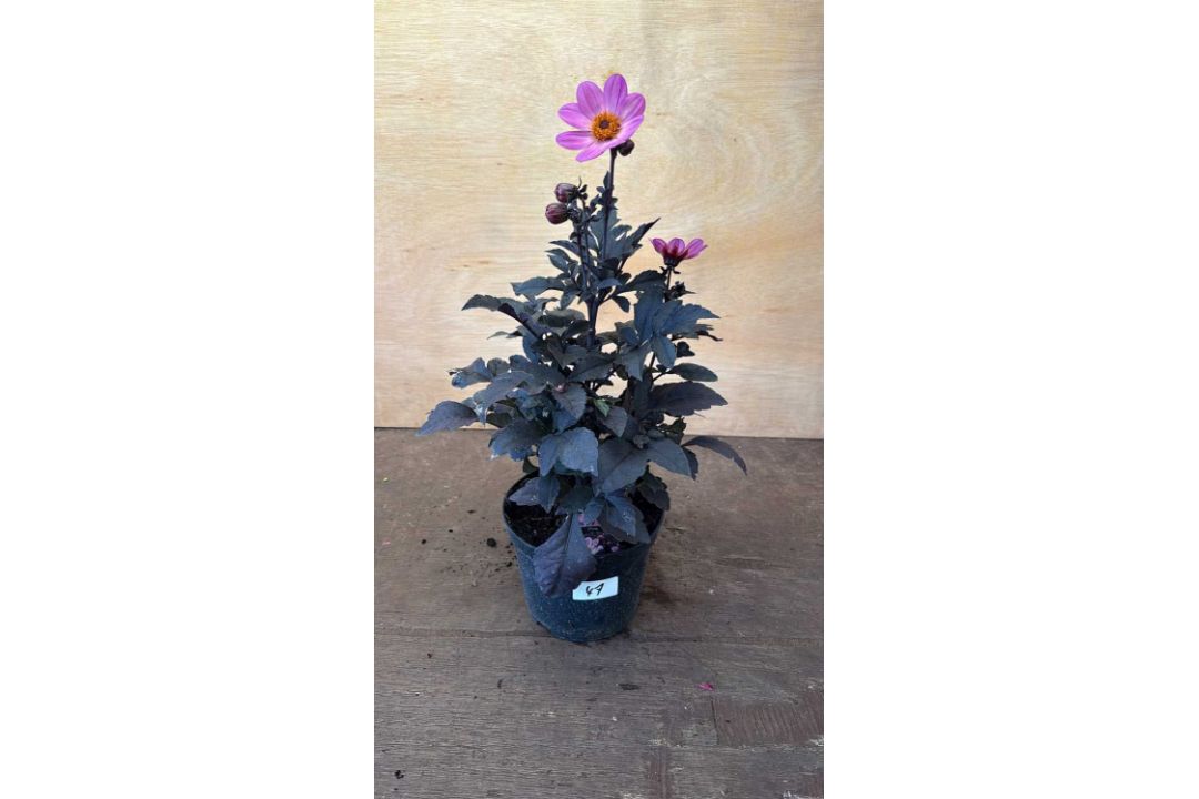 Dahlia -‘Happy days Pink’