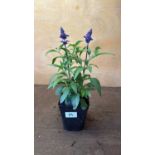 Salvia -‘Farina Blue’