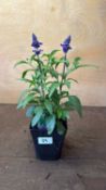Salvia -‘Farina Blue’