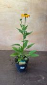 Echinacea -‘Golden Apricot’