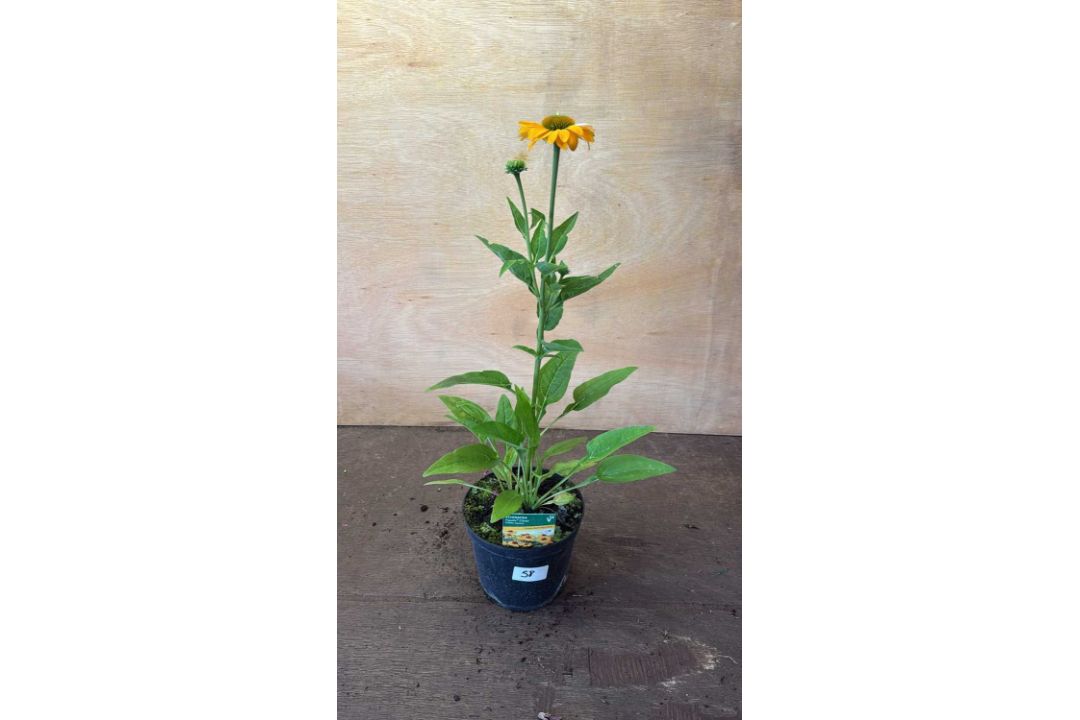 Echinacea -‘Golden Apricot’