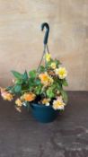 Apricot Begonia hanging pot