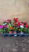 Tray of 15 mixed New Guinea Impatiens