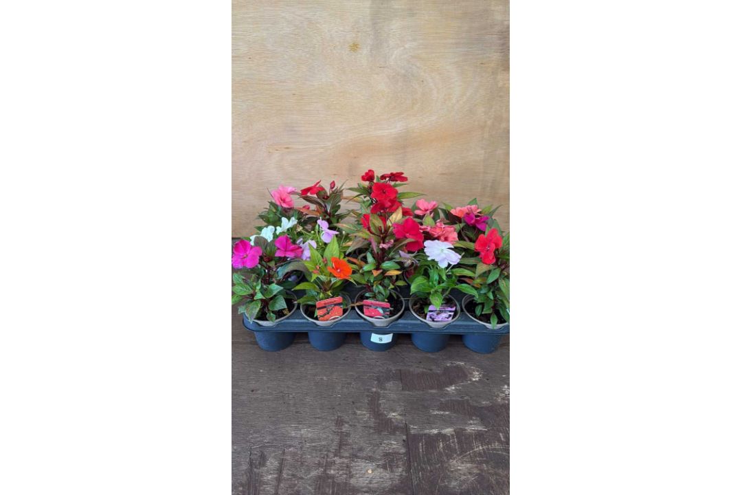 Tray of 15 mixed New Guinea Impatiens
