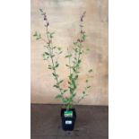 Salvia -‘Cherry lips’