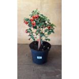 Patio Abutilon