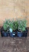 Crate of White Lavender