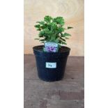 Scented Geranium -‘Orange Fizz’
