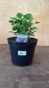 Scented Geranium -‘Orange Fizz’
