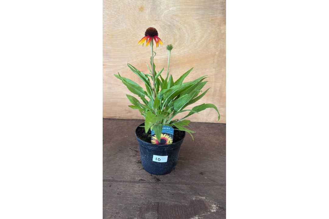 Echinacea - ‘Sombrero Special Halo Yellow Red’