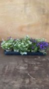 Tray of 10 mixed Campanula