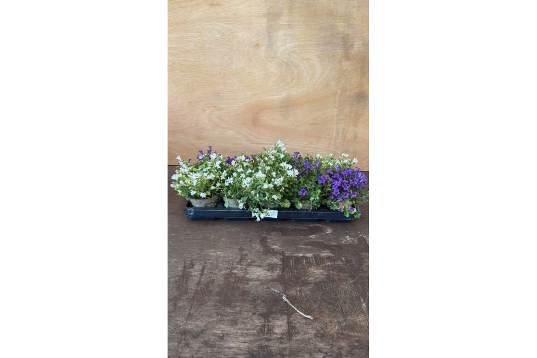 Tray of 10 mixed Campanula