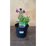 Alstroemeria -‘Indigo’