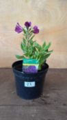 Alstroemeria -‘Indigo’