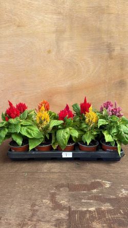 Weekly Auction of Plants & Shrubs