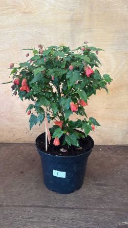 Weekly Auction of Plants & Outside Effects