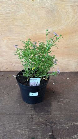 Weekly Auction of Plants & Outside Effects