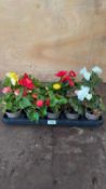 Tray of 10 mixed Begonias