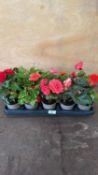 Tray of 10 mixed Begonias