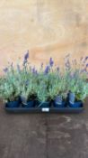 Tray of 10 Old English Lavender