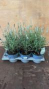 Tray of 6 White Lavender