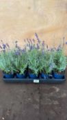 Tray of 10 Old English Lavender