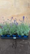 Tray of 10 Old English Lavender